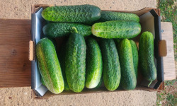 Ferme de la ville basse - Cornichons  Bio Gros frais