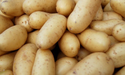 Maréchal Fraicheur - Pommes de terre Jazzy - 5 kg