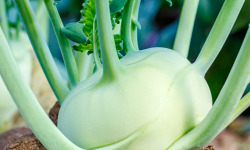 Nature et Saveurs - Ferme Aquaponique et Permacole Astérienne - Chou-rave blanc aquaponique – croquant, frais et subtil