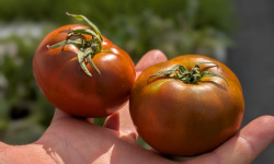Nature et Saveurs - Ferme Aquaponique et Permacole Astérienne - Tomate noire Kakao - Kg