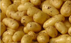 Ferme Joos - Pommes de terre Nouvelles Annabelle 1kg