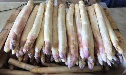 Domaine Reverchon - Asperge blanche 1kg