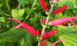 Nature et Saveurs - Ferme Aquaponique et Permacole Astérienne - Fleurs de Sauge Ananas