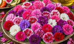 Nature et Saveurs - Ferme Aquaponique et Permacole Astérienne - Fleur de Dianthus œillet de Chine – finesse et éclat en assiette