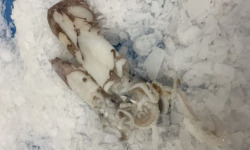 Notre poisson - Encornet de 500g en lot de 1kg prés a cuire