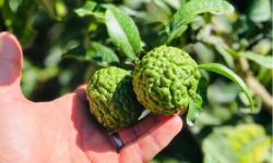 Les Hespérides - Coopérative de la Riviera Française - Combava français 3kg