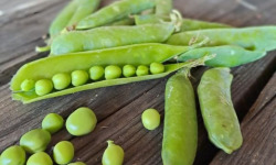 Les Jardins de Gérard - Petit Pois Bio - 1 kg