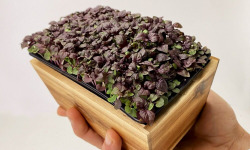 Horssol - Ferme urbaine - Micro-pousse de Shiso pourpre x4 barquettes