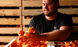 Gobert, l'abricot de 4 générations - Abricots 12kg