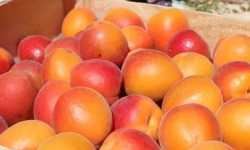 Domaine Reverchon - Abricots du Vaucluse 10Kg