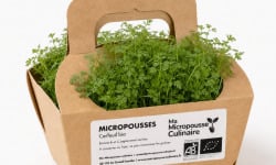 Ma Micropousse culinaire - Micro-pousses de cerfeuil bio – 8 barquettes