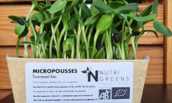 Ma Micropousse culinaire - Micropousse de tournesol Bio 4 barquettes