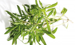Nature et Saveurs - Ferme Aquaponique et Permacole Astérienne - Sarriette Fraiche