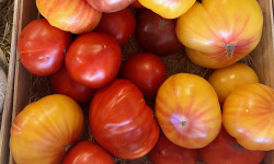 Domaine Reverchon - Tomate ancienne 2kg