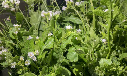 Naturélium - Roquette Wasabi sauvage
