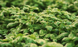 Les Herbes du Roussillon - Basilic frais - 20kg