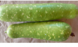 Maison du Pruneau - Cueillette du Gascon - BAO ou Courge Bouteille