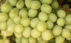 L'OLIVERAIE DU COUDON - RAISIN BLANC 5kg