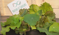 Nature et Saveurs - Ferme Aquaponique et Permacole Astérienne - Mesclun de Laitues et Pousses