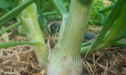 La Ferme de Goas Per - Oignon blanc bio - 1 botte