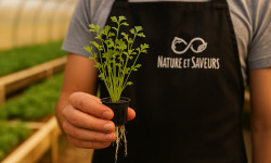 Nature et Saveurs - Ferme Aquaponique et Permacole Astérienne - Cresson alénois en pot vivant – fraîcheur longue durée