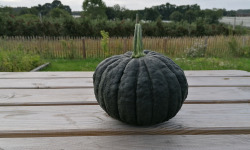 Le Châtaignier - Courge Shiatsu Bio - 1 Pièce - 2Kg