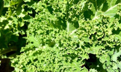 ChâteauFer - Chou Kale - Vert frisé 1kg