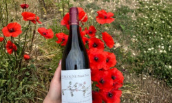 Domaine Céline Coté - Bourgogne Pinot Noir 2023