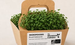 Ma Micropousse culinaire - Micro-pousses bio de brocoli Calabrese – 16 barquettes