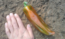 HERBA HUMANA - Piment Numex Big Jim - 100g