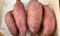 La Ferme du Salabel - Patate douce BIO 3kg