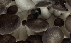 Naturélium - Le black pearl 1,5kg