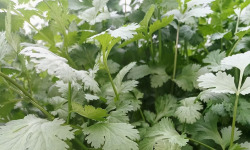 Nature et Saveurs - Ferme Aquaponique et Permacole Astérienne - Coriandre en Bouquet – L’aromatique des chefs