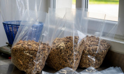 La Noyeraie des Borderies - CERNEAUX DE NOIX BIO qualité BOULANGERIE 1kg RÉCOLTE 2025