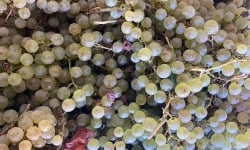 Des Poules et des Vignes à Bourgueil - Raisins Chasselas