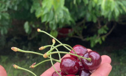 Des Poules et des Vignes à Bourgueil - Cerises de Touraine
