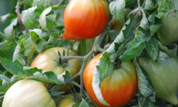 La Boite à Herbes - Tomate Cœur De Bœuf Biologique - 1kg