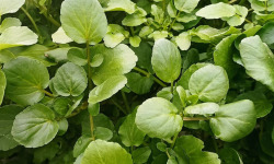 Nature et Saveurs - Ferme Aquaponique et Permacole Astérienne - Cresson de Fontaine (Bouquet Frais)