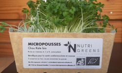 Ma Micropousse culinaire - Micro pousses de chou kale Bio 16 barquettes