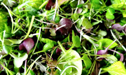 Nature et Saveurs - Ferme Aquaponique et Permacole Astérienne - Mesclun de Pousses