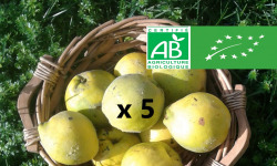 LES JARDINS DE KARINE - Coing frais - 5kg