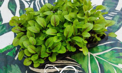 Nature et Saveurs - Ferme Aquaponique et Permacole Astérienne - Micropousse d’oseille sanguine – coupée fraîche, prête à l’emploi