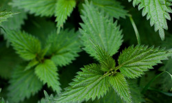 Naturélium - Ortie sauvage - botte de 300g