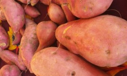 La Ferme de Milly - Anjou - Patates douces 10kg