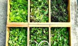 Nature et Saveurs - Ferme Aquaponique et Permacole Astérienne - Mesclun de saison – Jeunes feuilles gastronomiques