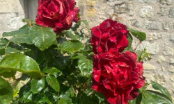 Des Poules et des Vignes à Bourgueil - 20 Pétales de rose