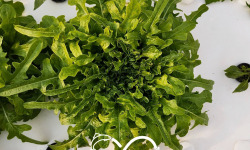 Nature et Saveurs - Ferme Aquaponique et Permacole Astérienne - Cressonnette Marocaine (Pièce)