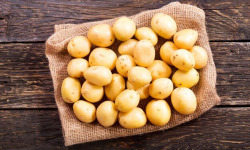 Nature et Saveurs - Ferme Aquaponique et Permacole Astérienne - Pomme de Terre Nouvelle