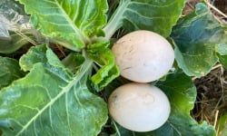 Des Poules et des Vignes à Bourgueil - Œuf de cane de Duclair (x2)
