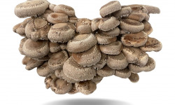Naturélium - Le shiitake 2kg